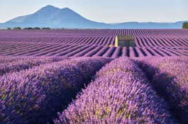 FRANCE FRANCE